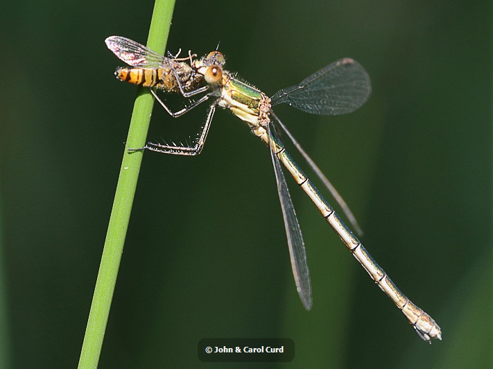 J17_2194 Lestes sponsa female.JPG